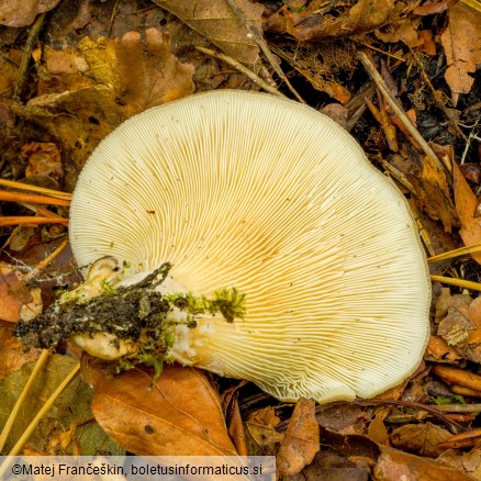 Hohenbuehelia petalodes
