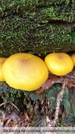 Tricholomopsis decora