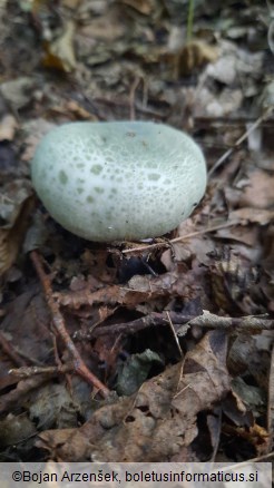 Russula virescens