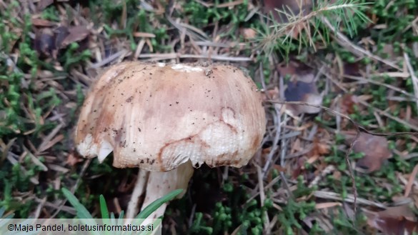 Russula foetens