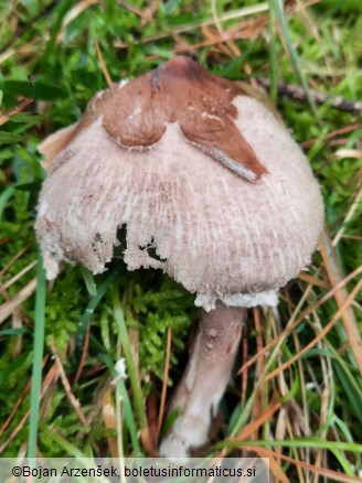 Macrolepiota konradii