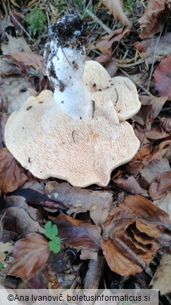 Hydnum repandum