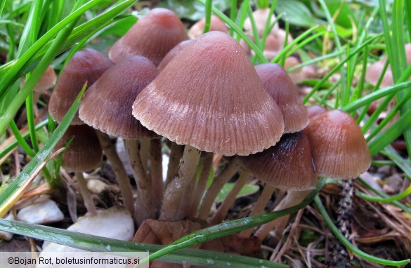 Psathyrella microrhiza