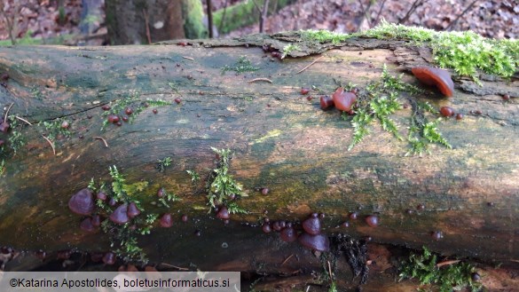 Auricularia auricula-judae