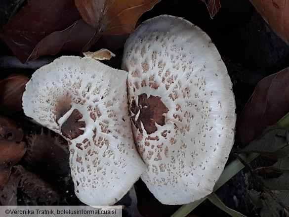 Lepiota cristata