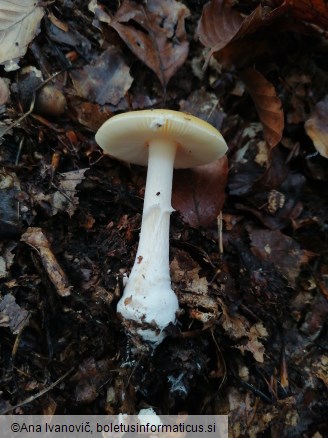 Amanita gemmata