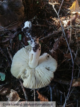 Tricholoma terreum