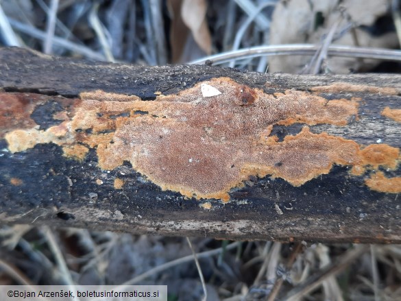 Phellinus ferruginosus