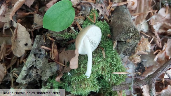 Hydropodia subalpina
