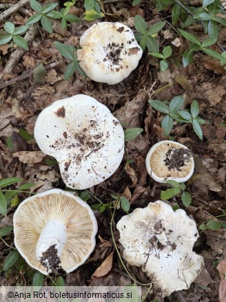 Lactifluus bertillonii