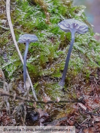 Mycena pseudocorticola