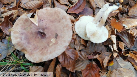 Tricholoma terreum