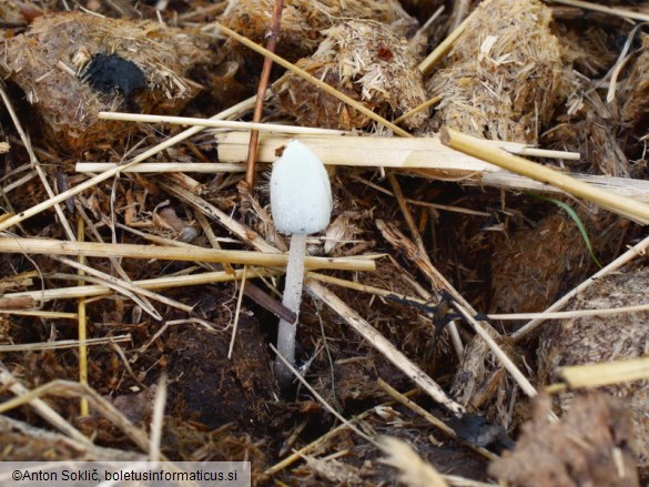 Coprinopsis nivea