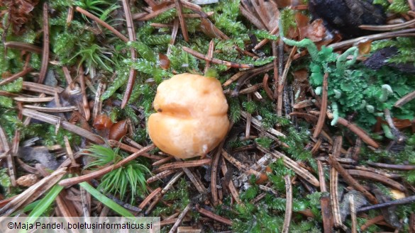 Cantharellus cibarius