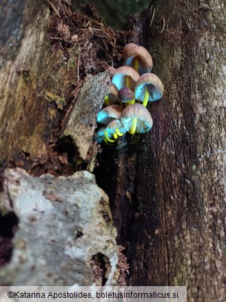 Mycena renati