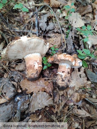 Tricholoma colossus