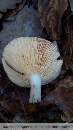 Lactarius chrysorrheus