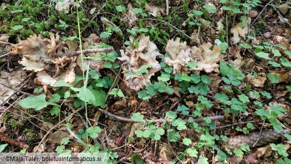 Gomphus clavatus