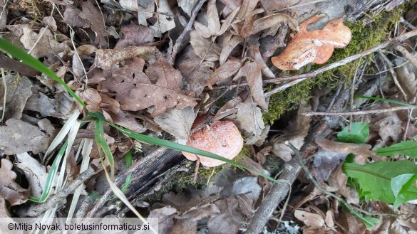 Pycnoporus cinnabarinus