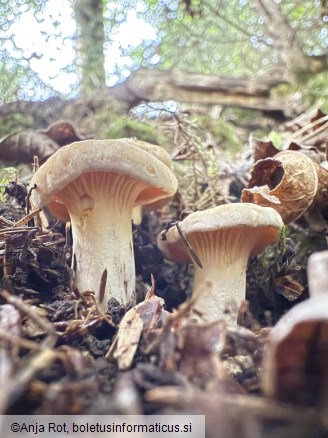 Cantharellus cibarius