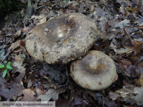 Russula albonigra f. pseudonigricans