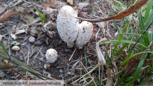 Coprinus comatus