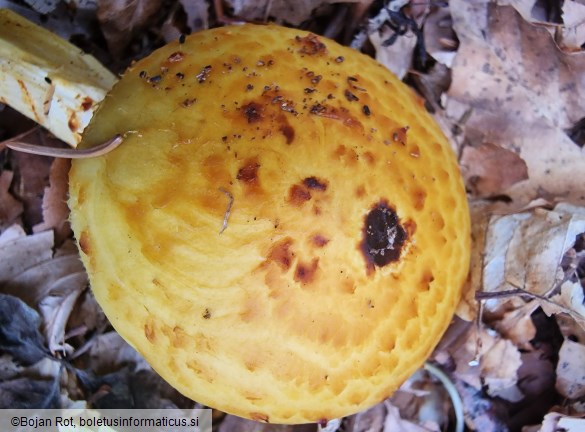 Pholiota adiposa