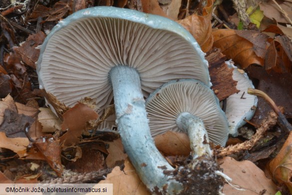 Stropharia caerulea