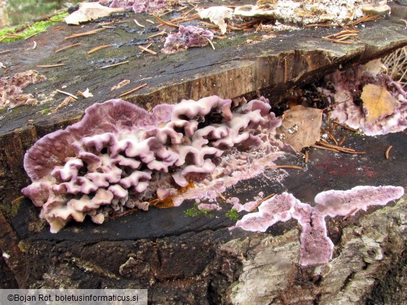 Chondrostereum purpureum