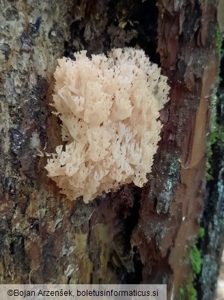 Artomyces pyxidatus