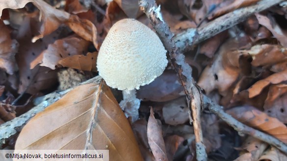 Lepiota clypeolaria