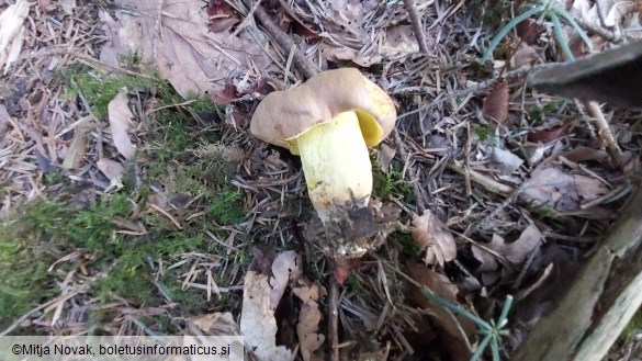 Butyriboletus appendiculatus