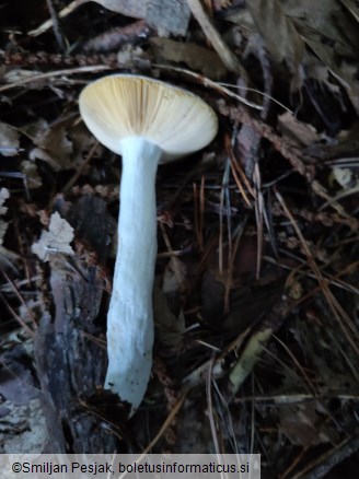 Russula amara