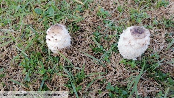 Coprinus comatus