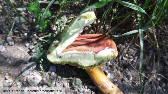 Boletus rubellus