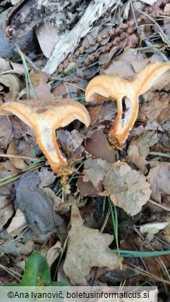 Lactarius deterrimus