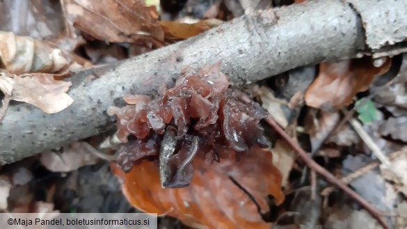 Tremella foliacea