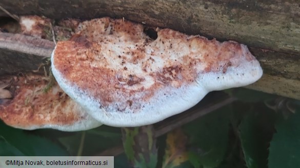 Fuscopostia fragilis