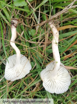 Hygrocybe virginea