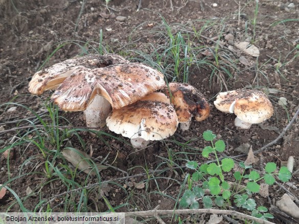 Russula subfoetens