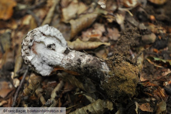 Strobilomyces strobilaceus