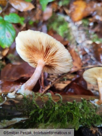 Gymnopilus penetrans