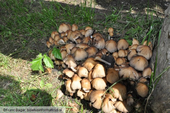 Coprinellus micaceus