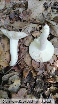 Russula vesca