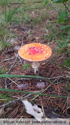 Amanita muscaria