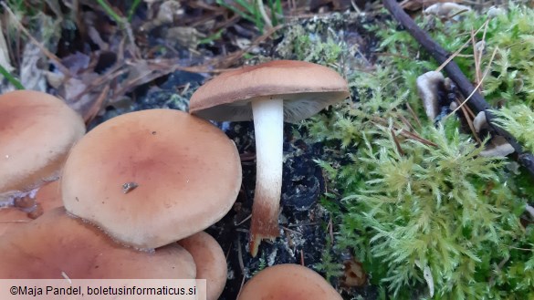 Hypholoma sublateritium