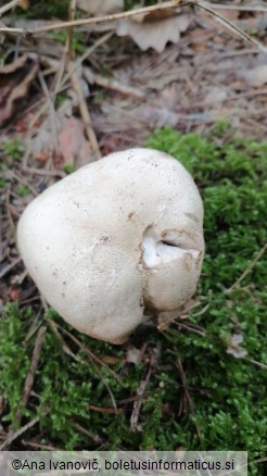 Agaricus augustus