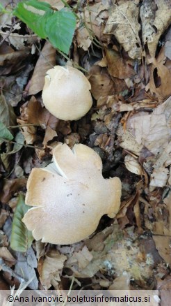 Cortinarius caperatus