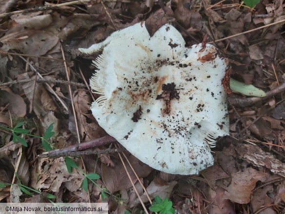 Russula delica