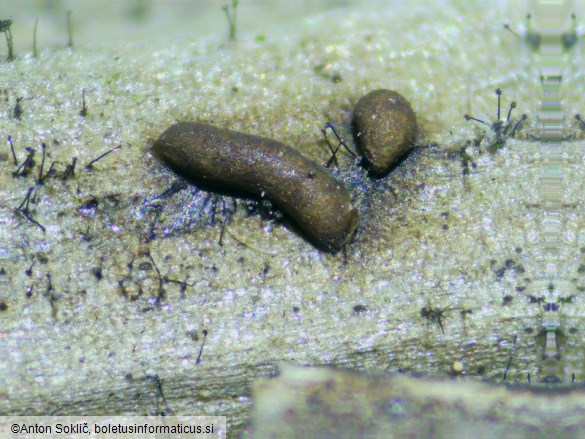 Gulielmina vermicularis